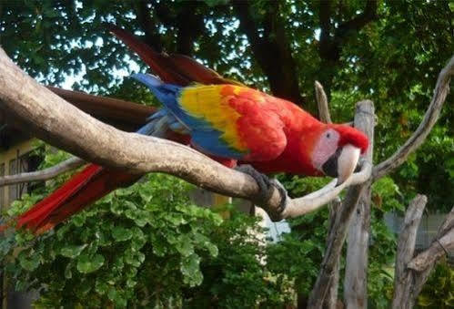 Curaka Lodge Expedition Iquitos Dış mekan fotoğraf